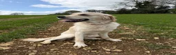 Golden Retriever dogs for sale: Lillie – 1-Year-Old KC Registered Retriever 🐾 in Cheltenham - Advert 8