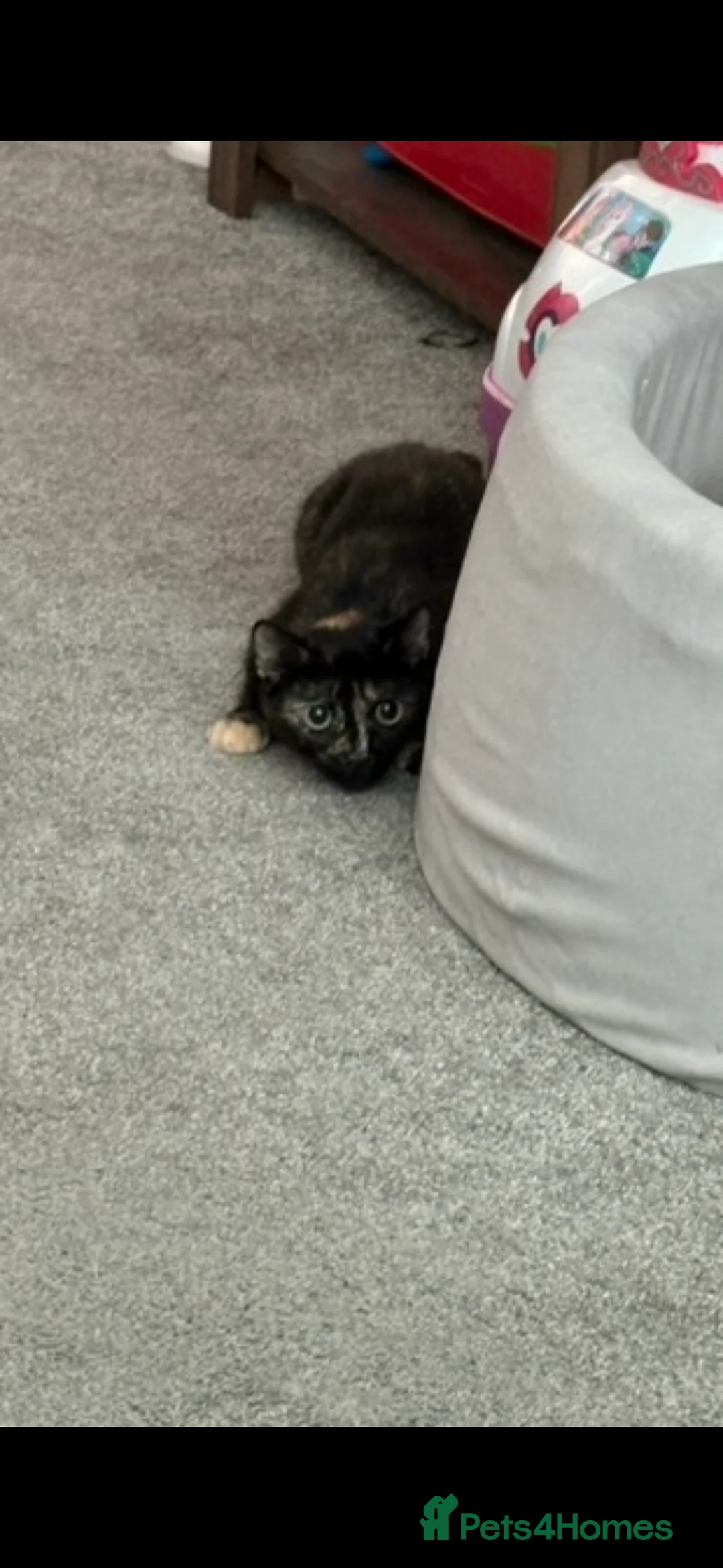 British Shorthair cats for sale: Female Cat for adoption  - Advert 1