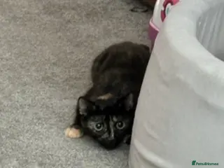 British Shorthair cats Female Cat for adoption - Advert 2