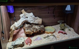 Python Snake reptiles for sale: Albino Enchi Royal Python (aka Ball Python) - Image 6
