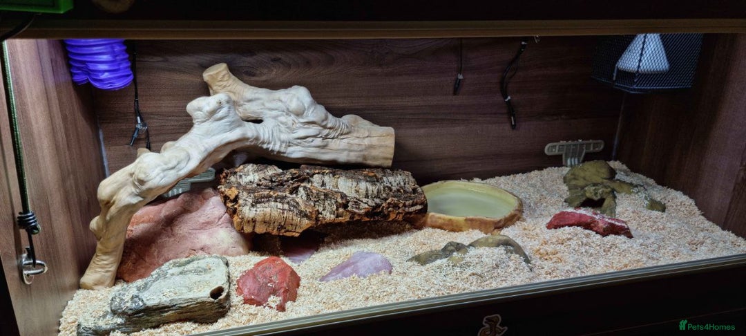 Python Snake reptiles for sale: Albino Enchi Royal Python (aka Ball Python) - Image 6