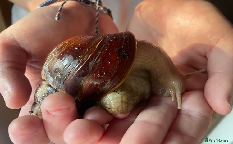 Snails invertebrates - Advert 4
