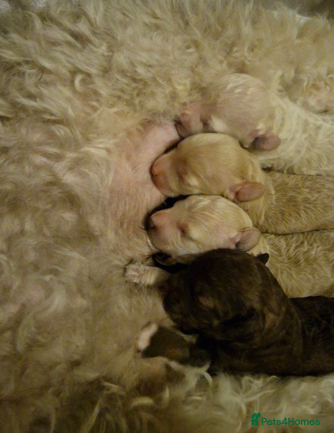 Cockapoo dogs for sale: Beautiful Toy Poodle x Cockapoo Girl - 9 Weeks Old - Advert 2