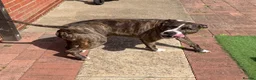 Mixed Breed dogs for sale: Watson in Grimsby - Advert 2