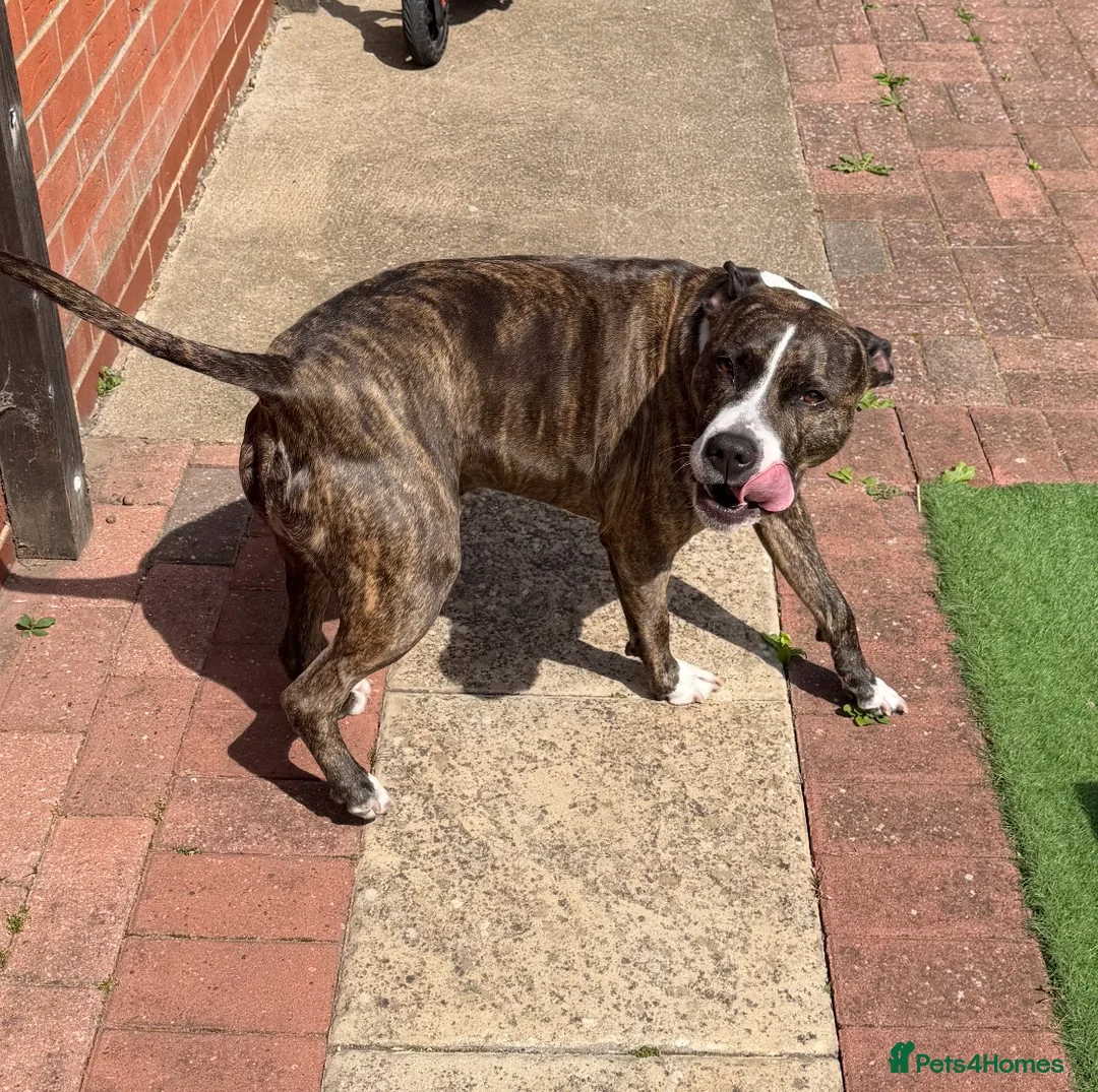Mixed Breed dogs for sale: Watson in Grimsby - Advert 2