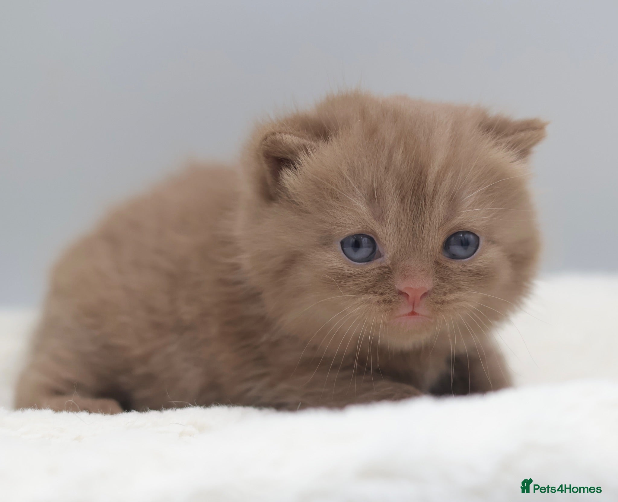 British Shorthair cats PEDIGREE BRITISH SHORTHAIR KITTENS - Advert 2