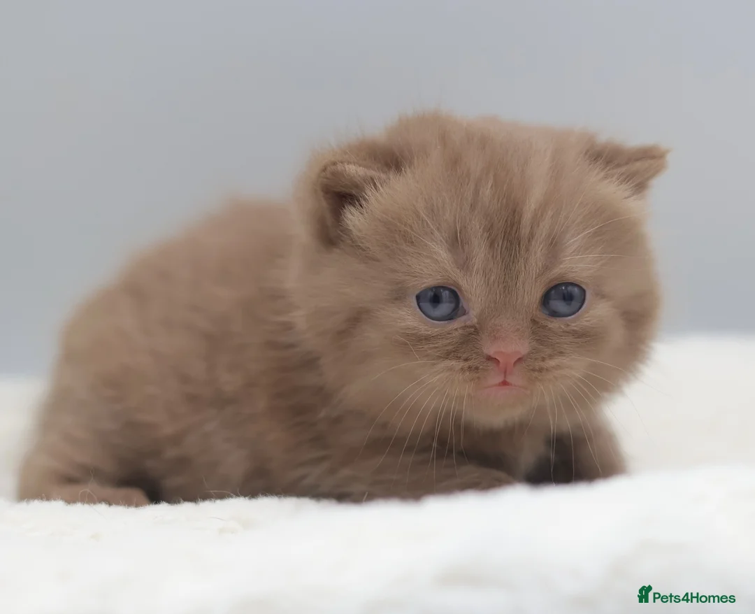 British Shorthair cats for sale: PEDIGREE BRITISH SHORTHAIR KITTENS - Advert 2