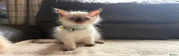 Ragdoll cats for sale: Six beautiful ragdoll kittens - Advert 13