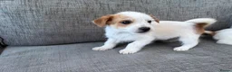 Mixed Breed dogs for sale: Jack Russel terriers  - Advert 3