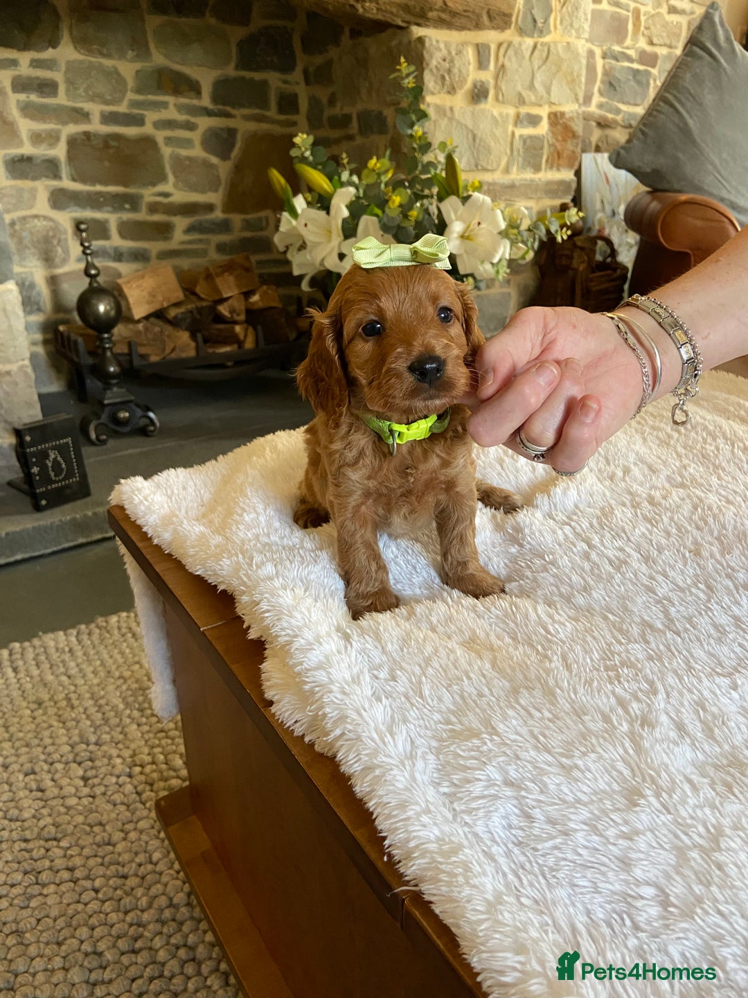 Cockapoo dogs for sale: READY TO GO :Gorgeous litter of  F1 Cockapoo’s - Image 12