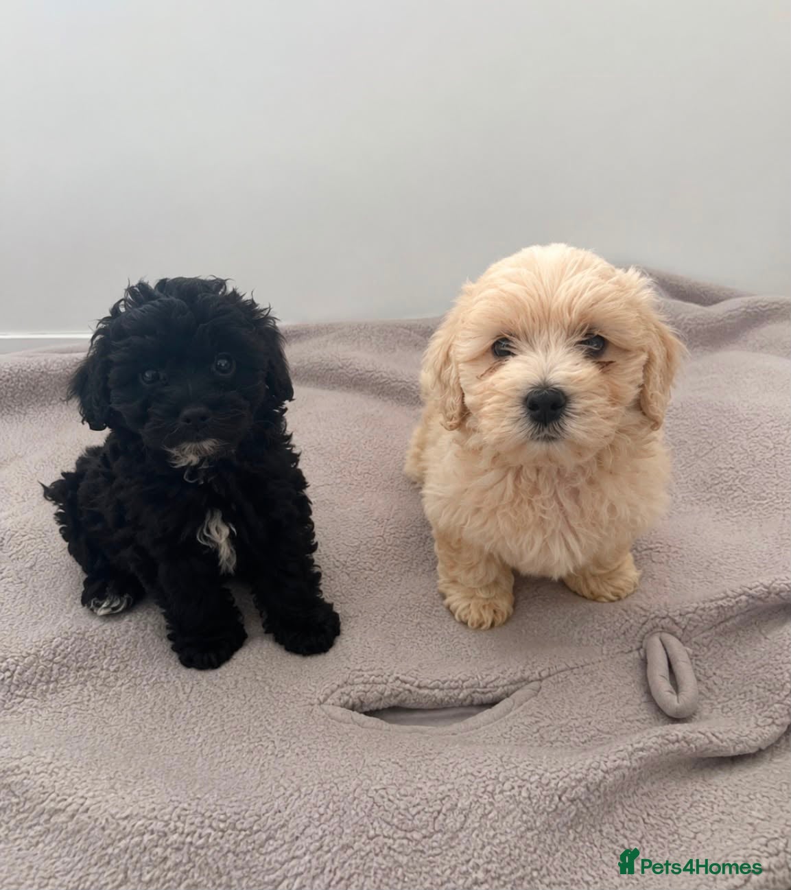 Maltipoo dogs Maltipoo puppies  - Advert 1