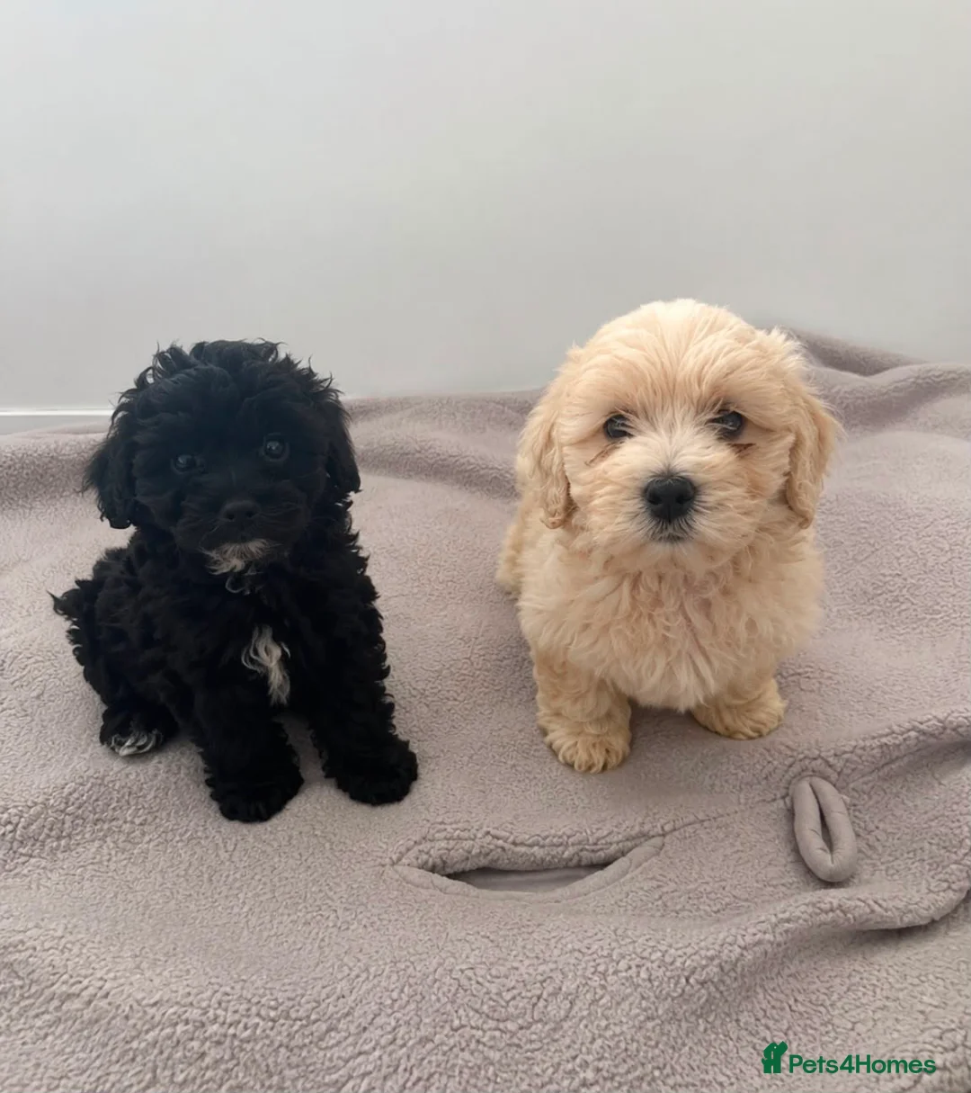 Maltipoo dogs for sale: Maltipoo puppies  in Bromley - Advert 1