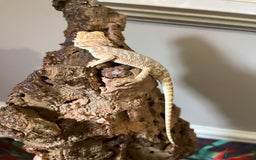Bearded Dragon reptiles for sale: Bearded dragon Hypo Blue Bar Het Trans  - Image 3