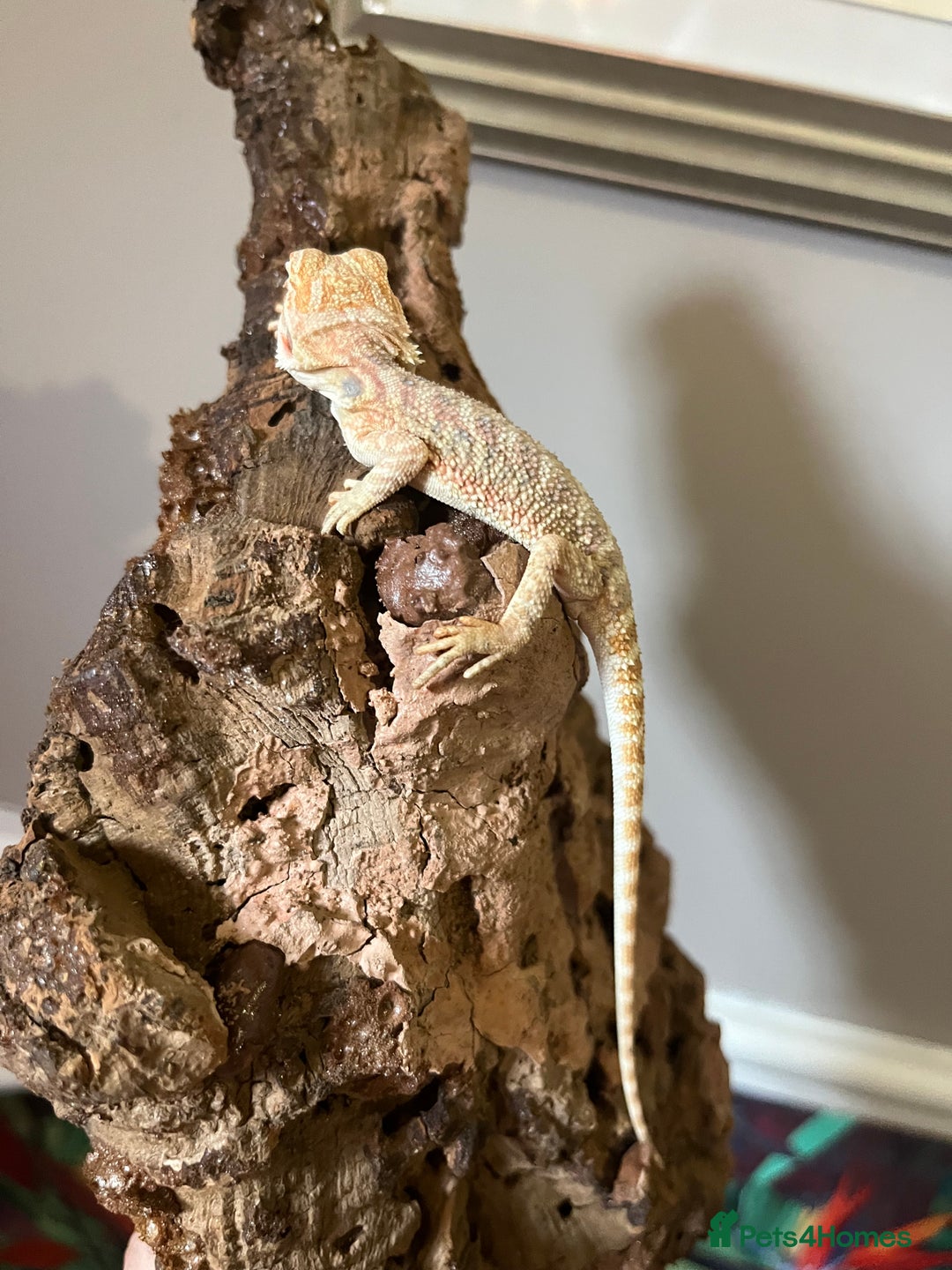 Bearded Dragon reptiles for sale: Bearded dragon Hypo Blue Bar Het Trans  - Image 3