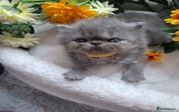 Persian cats for sale: Persian Kittens looking for their forever homes - Image 14