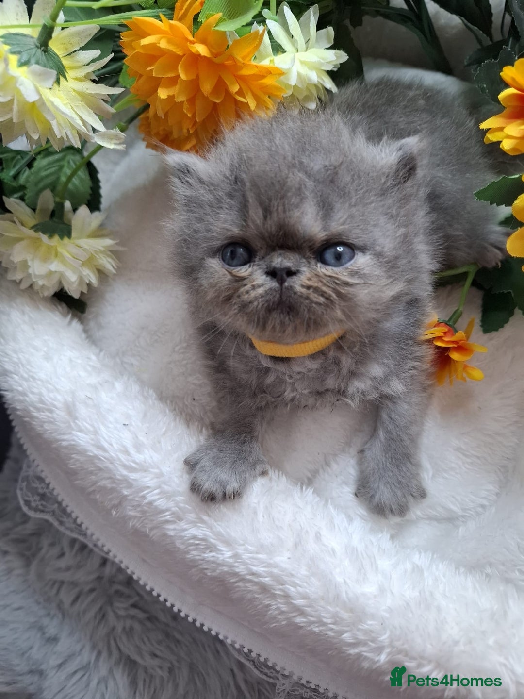 Persian cats for sale: Persian Kittens looking for their forever homes - Image 14