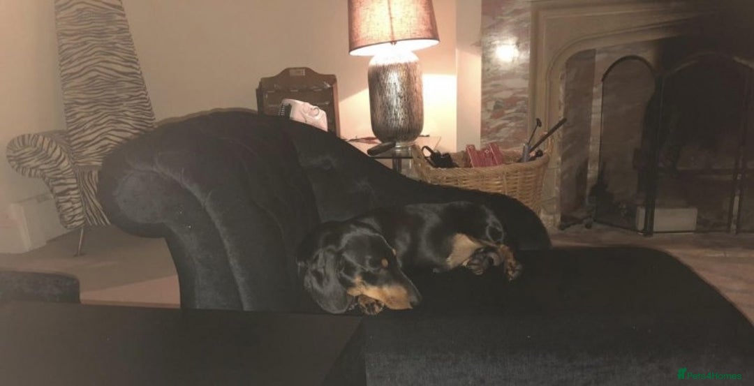 Dachshund dogs for stud: Lovely Tomos Black & Tan Dachshund For Stud in Redhill - Image 4