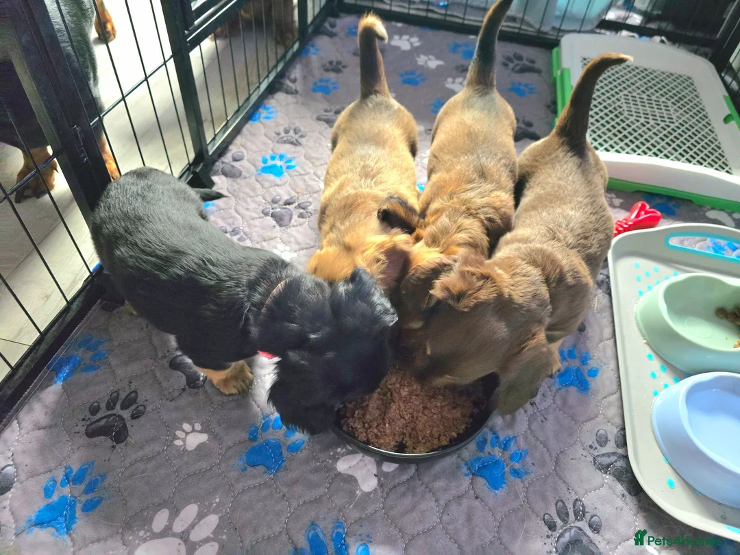 Miniature Dachshund dogs for sale: ✨️Last Girl Left✨️Longhaired Miniature Dachshunds  - Advert 2