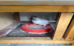 Pigeons birds for sale: Pakistani high flier pigeon for sale - Image 1