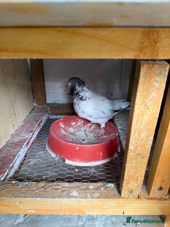 Pigeons birds - Advert 1