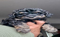 Cavapoo dogs for sale: Adorable F1b toy Cavapoo puppies ready to reserve - Image 14