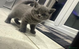 British Shorthair cats for sale: British blue - Image 4
