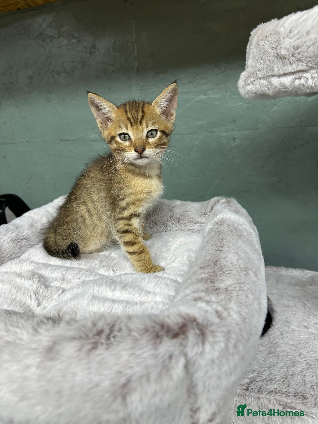 Maine Coon cats for sale: Mainecoon x  - Advert 3