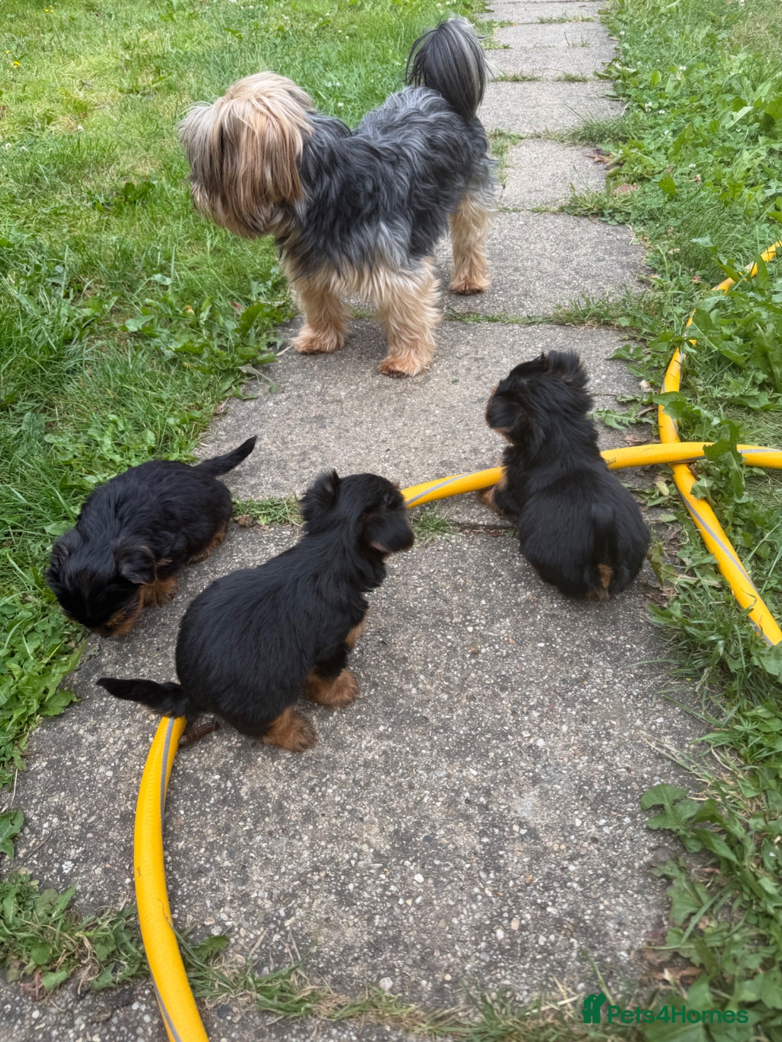 Yorkshire Terrier dogs Puppy Yourkshire terrier  - Advert 2