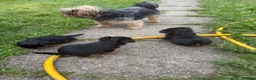 Yorkshire Terrier dogs for sale: Puppy Yourkshire terrier  in Ilford - Advert 2