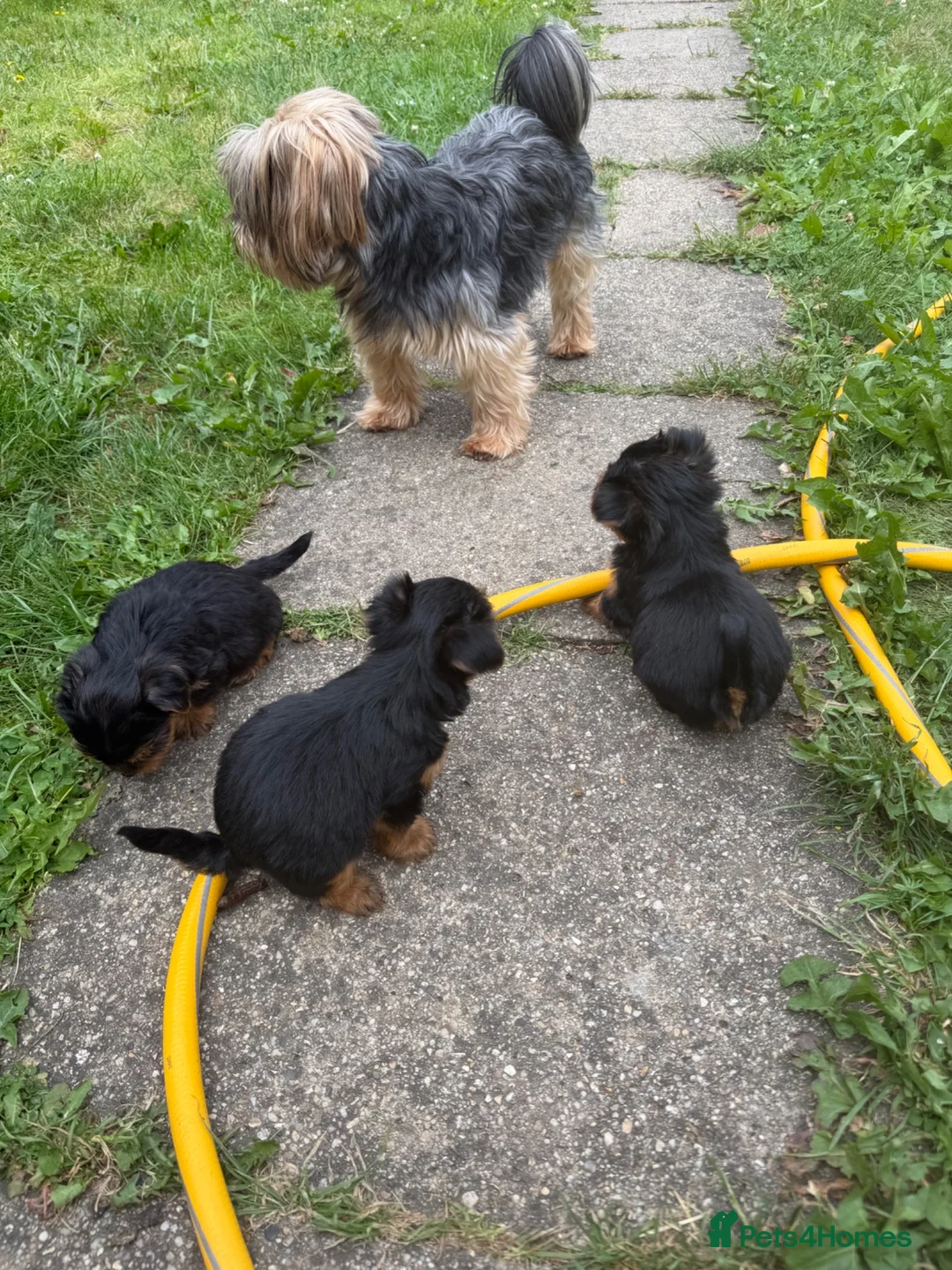 Yorkshire Terrier dogs for sale: Puppy Yourkshire terrier  in Ilford - Advert 2