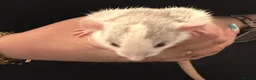 Rat rodents for sale: Baby Dumbo rats 6 x Boys 9 x Girls  - Advert 9