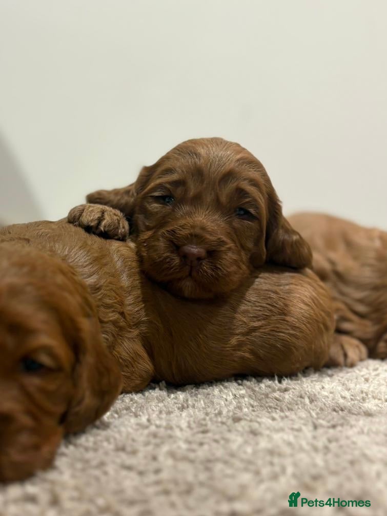 Cockapoo dogs Stunning cockapoo girls with health tested parents - Advert 2