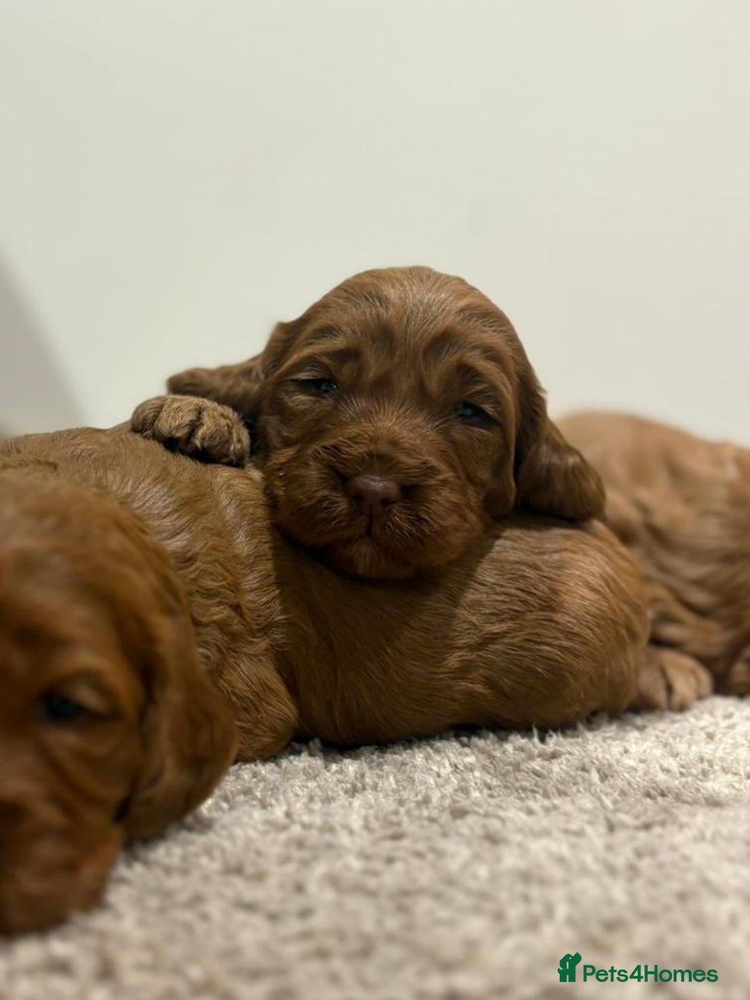 Cockapoo dogs for sale: Stunning cockapoo girls with health tested parents - Advert 1