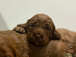 Cockapoo dogs Stunning cockapoo girls with health tested parents - Advert 2