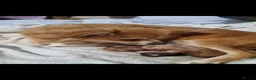 Pomchi dogs for sale: Pomchi puppies  - Advert 15