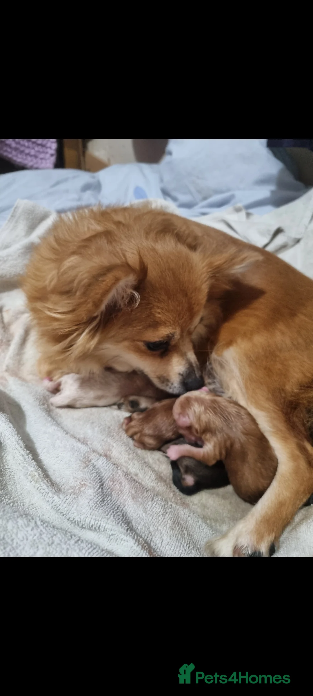 Pomchi dogs for sale: Pomchi puppies  - Advert 15