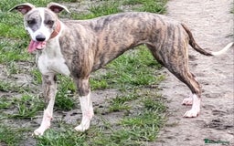 Whippet dogs for sale: Adult Female & Male Whippets Need New Home! - Image 3