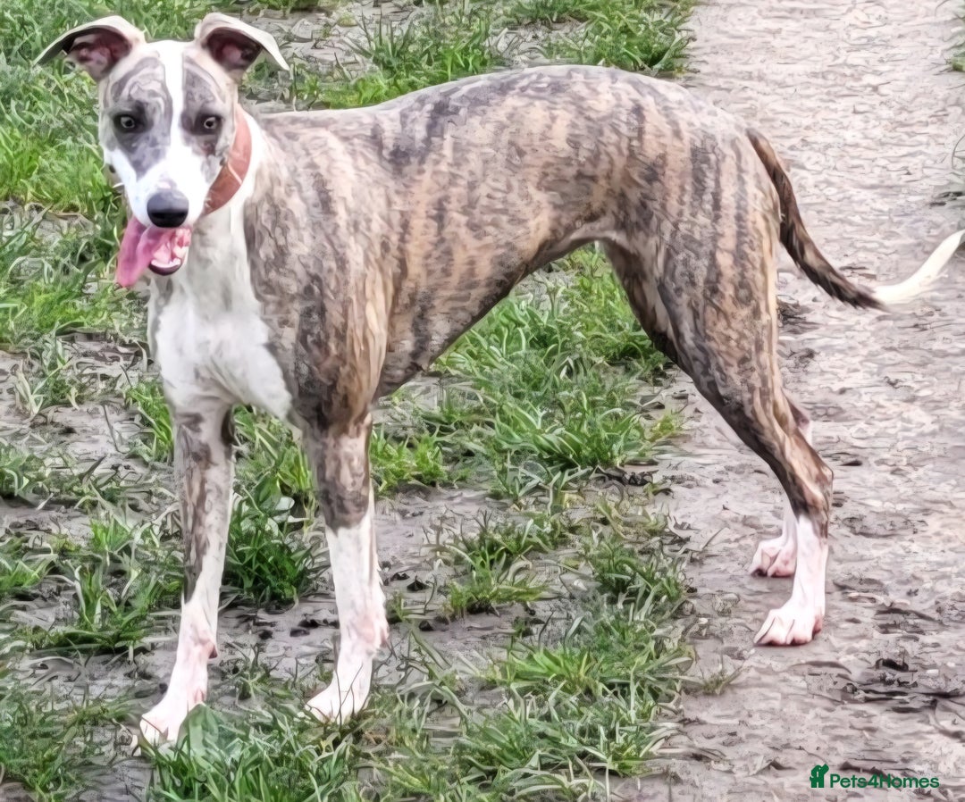 Whippet dogs for sale: Adult Female & Male Whippets Need New Home! - Image 3