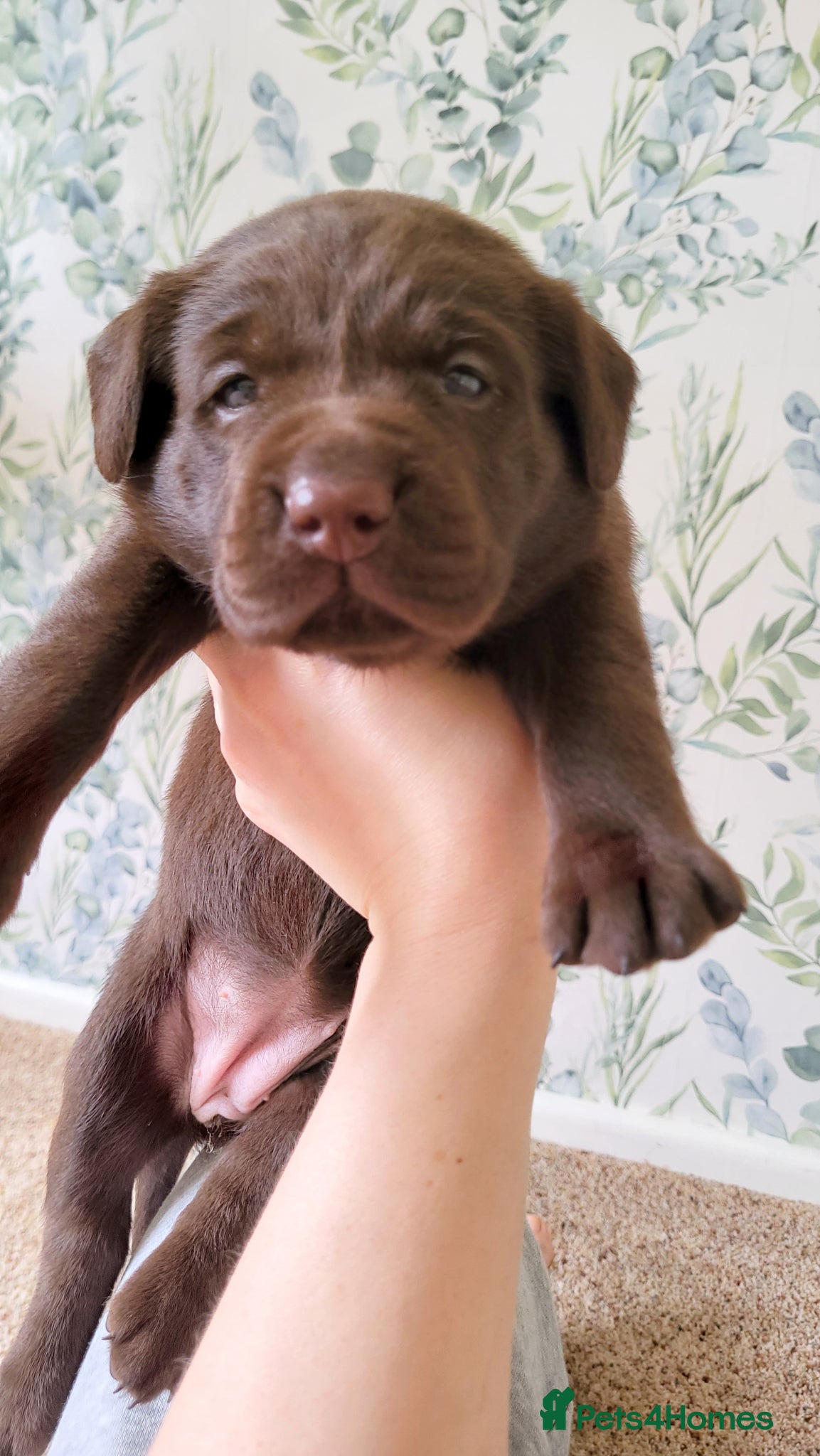 Labrador Retriever dogs Pedigree Labrador puppies - healthy and smart - Advert 2