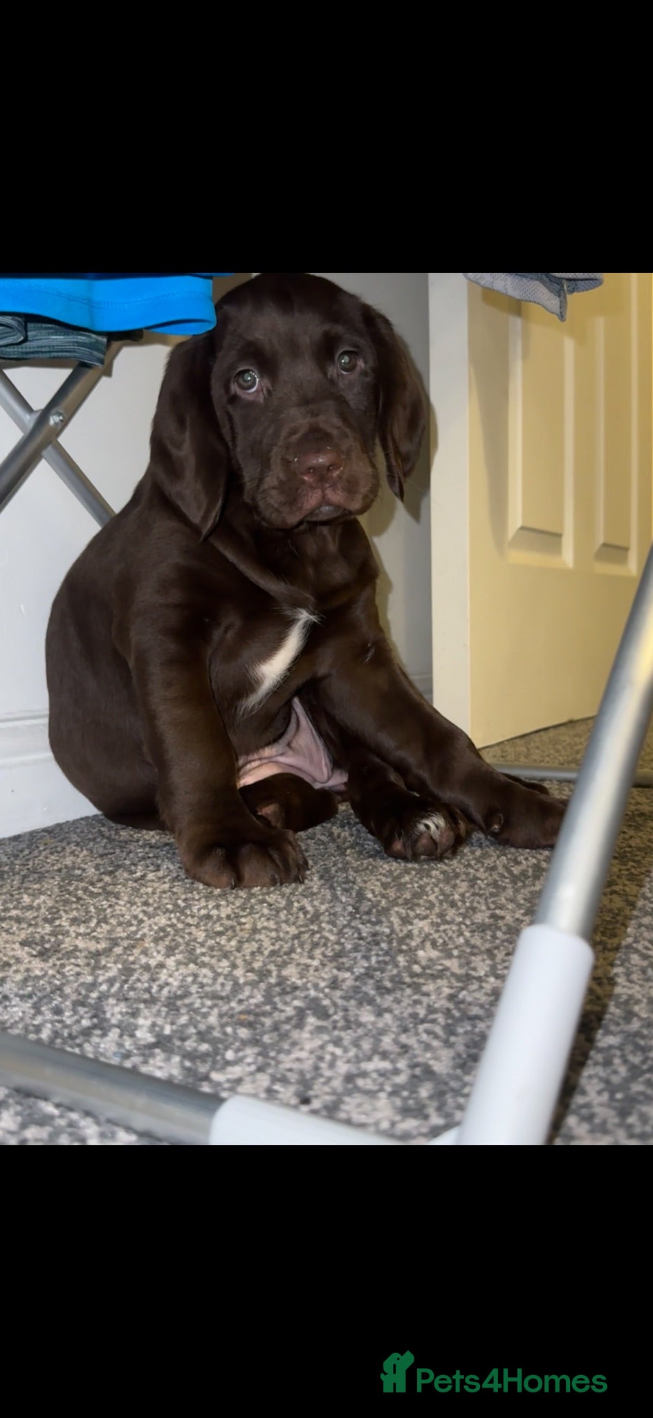 Springador dogs Chocolate brown springador - Advert 2