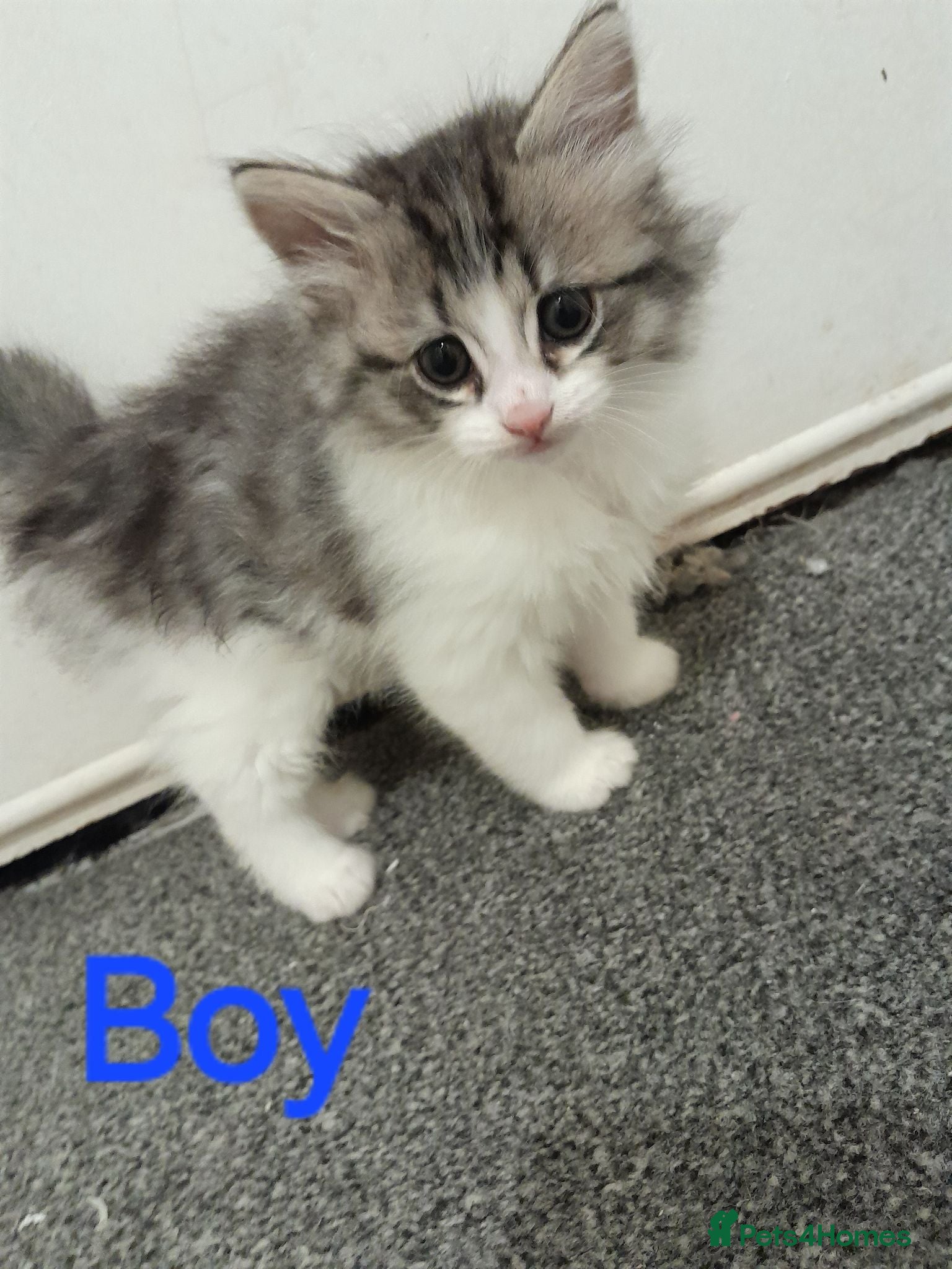 Mixed Breed cats Beautiful kittens for sale - Advert 7