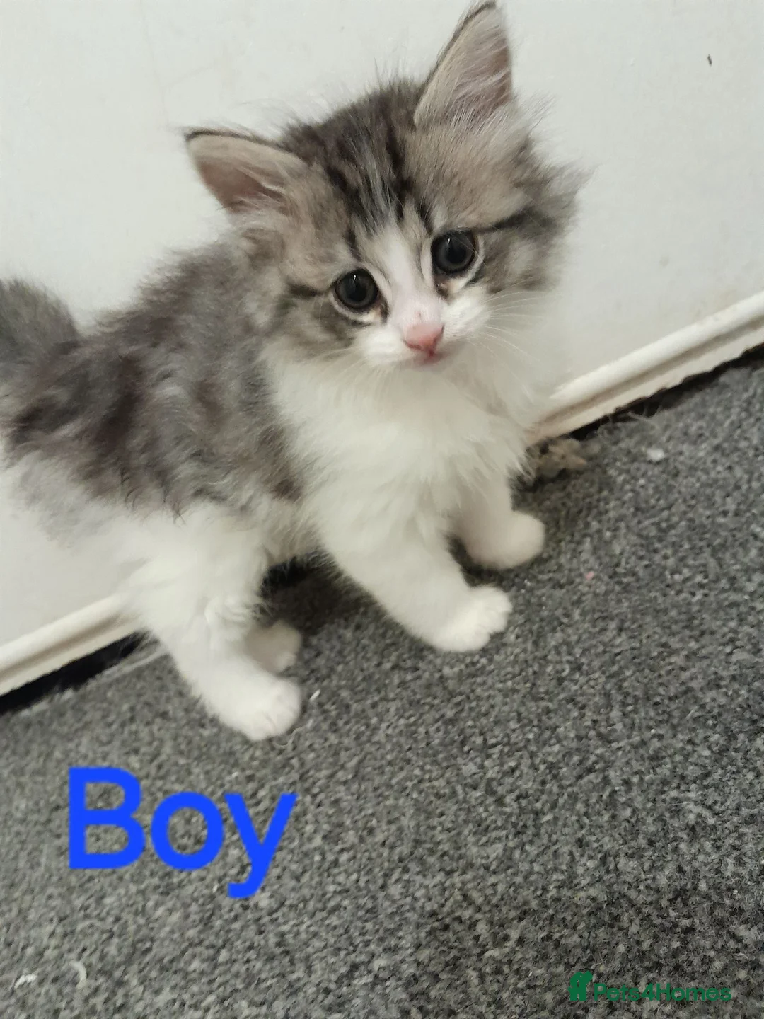 Mixed Breed cats for sale: Beautiful kittens for sale in Cramlington - Advert 1