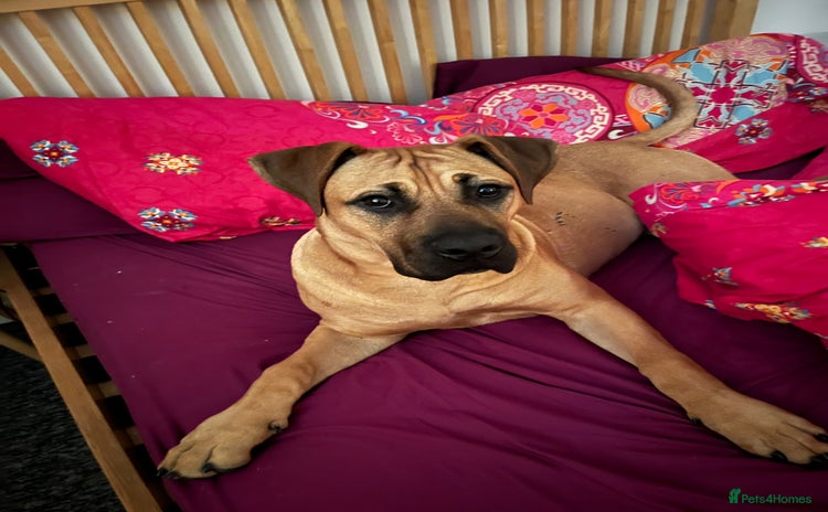 Presa Canario dogs - Advert 1