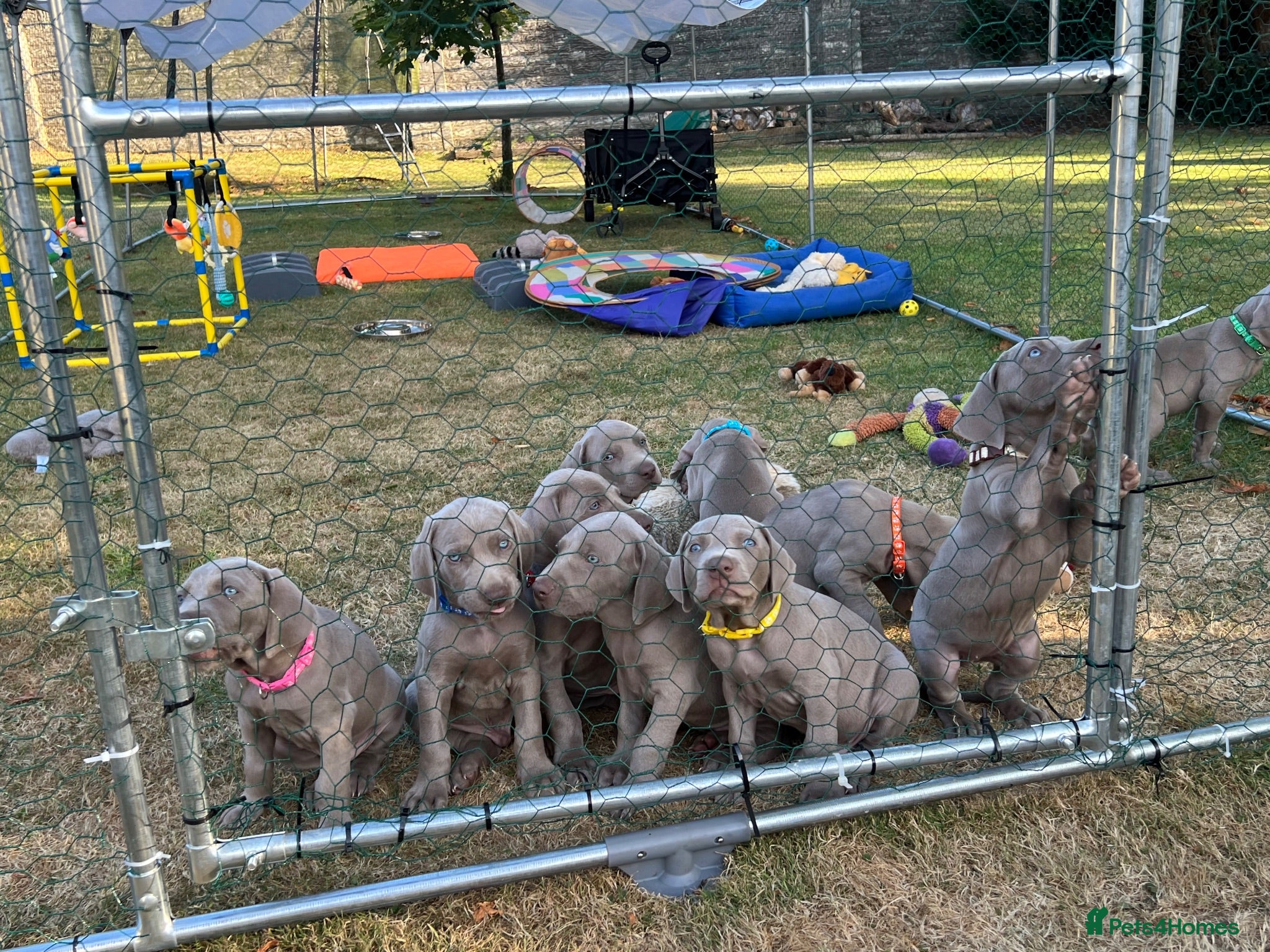 Weimaraner dogs Ready to go Weimaraner puppies KC registered - Advert 1
