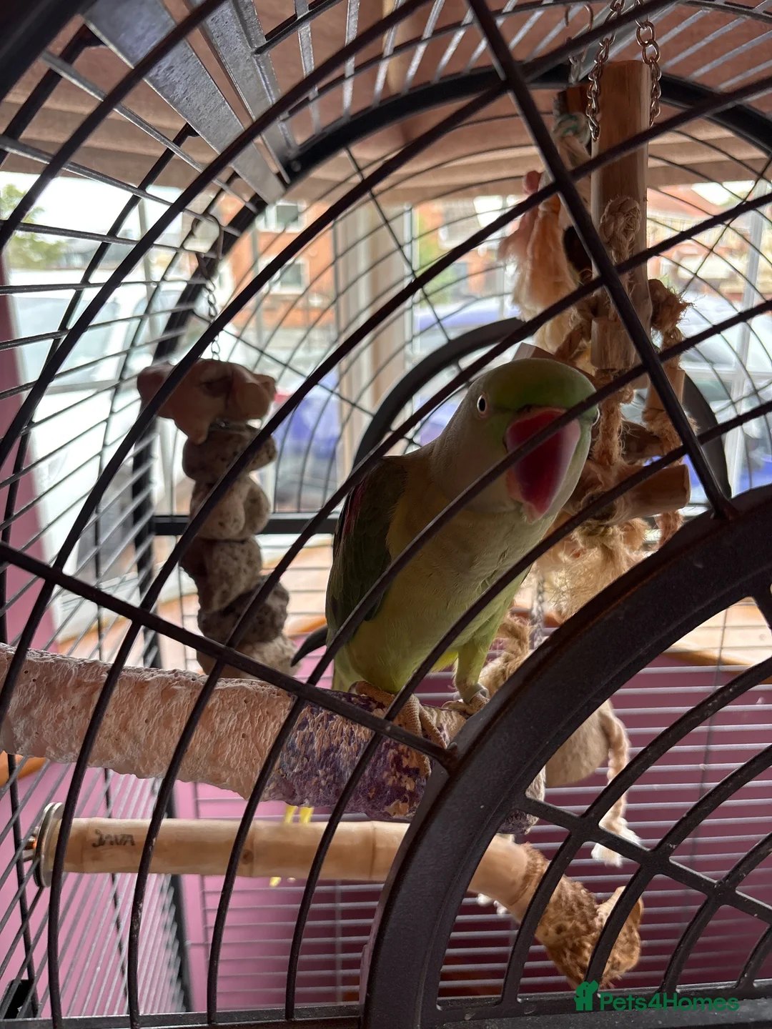 Parrots birds for sale: Alexandrine psrrot includes large cage in Doncaster - Advert 2