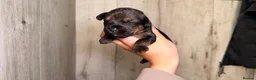 Mixed Breed dogs for sale: Border terrier x patterdale - Advert 8