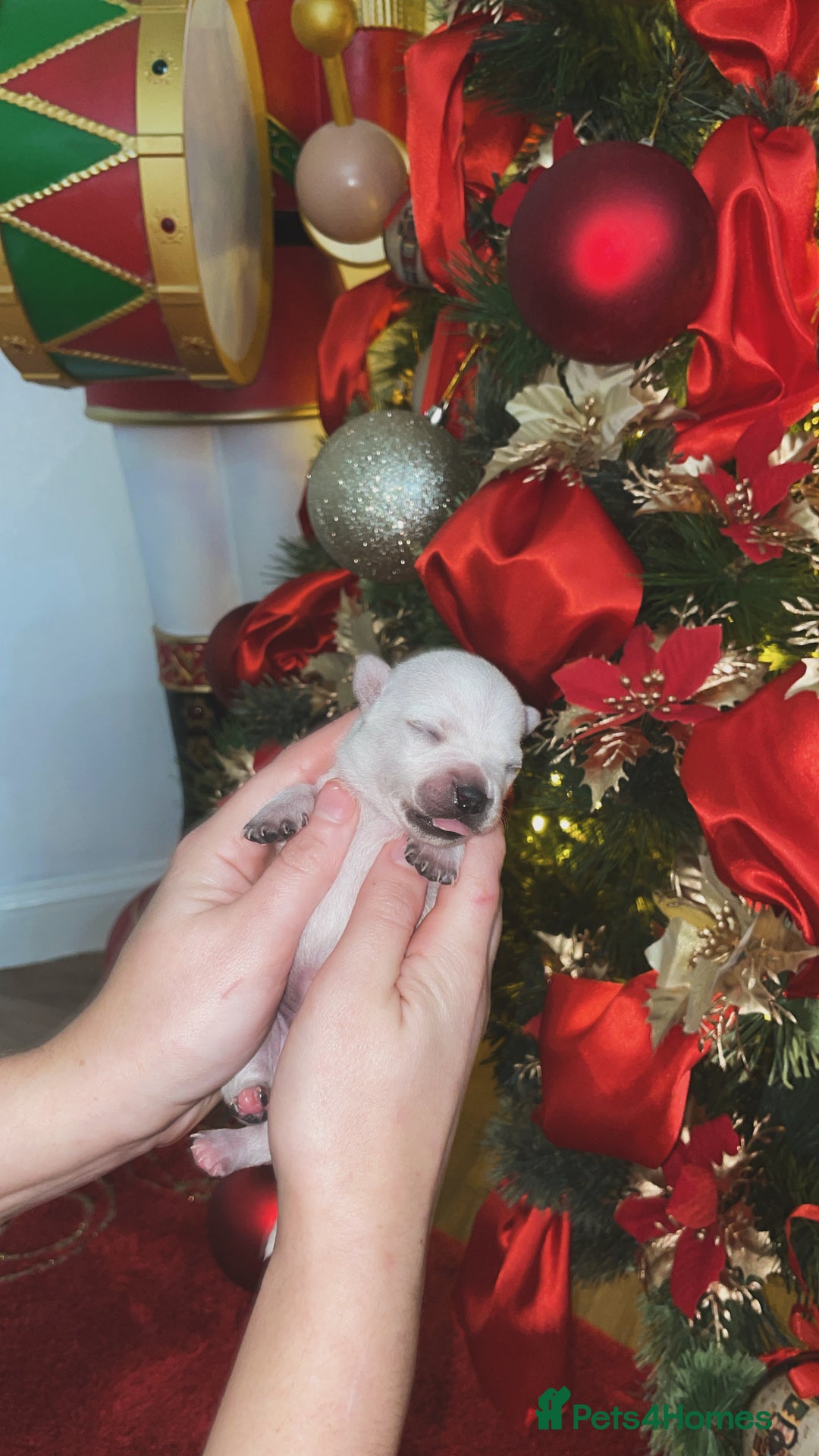 Chihuahua dogs for sale: Miniature Chihuahua Puppies - Advert 3