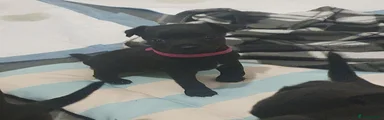 Patterdale Terrier 4