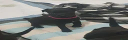 Patterdale Terrier dogs for sale: Patterdale Pups  - Advert 2