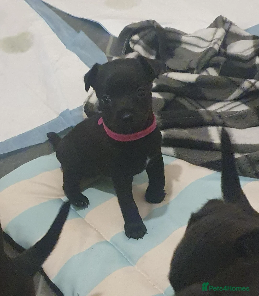 Patterdale Terrier dogs for sale: Patterdale Pups  - Advert 2